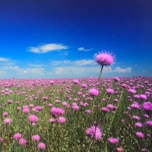 Meet your Posher, Angel